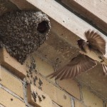 Nesting Swallows 5