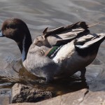 Male Green-winged Teal Beating a Retreat
