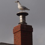 Seagull Perched on Top of Chimney
