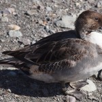 Unknown Duck (in Eclipse Plumage?)