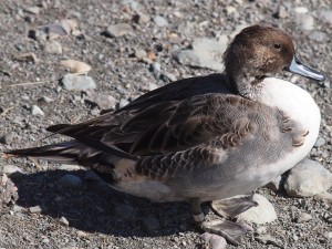 Unknown Duck (in Eclipse Plumage?)