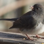 Junco Eating a Seed