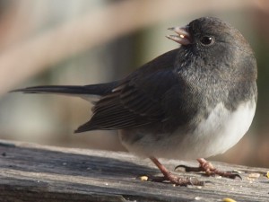 Junco Eating a Seed