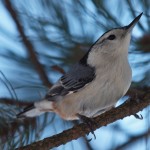 White–breasted Nuthatch