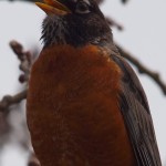 North American Robin Singing