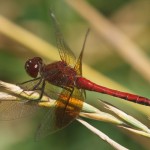 Band-winged-Meadowhawk – Side view