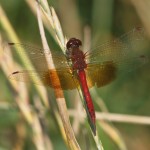 Band-winged-Meadowhawk – Top view