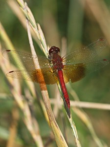 Band-winged-Meadowhawk - Top view
