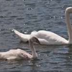 Cygnet and Female Swan