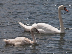 Cygnet and Female Swan