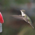 Hummingbird by Feeder