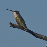 Hummingbird on Branch with Back Facing the Camera