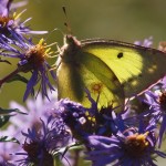 Sulfur Butterfly on Purple Erigeron Flowers #2
