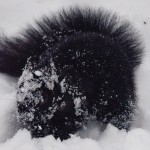 Black Squirrel Foraging in Snow