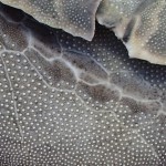 Broken Sea Urchin Shells Detail