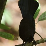 Carib Grackle Doing a Display on a Tree Branch