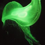 Berlin Aquadom: Jellyfish