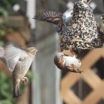 Sparrows on Backyard Seed Bell #1