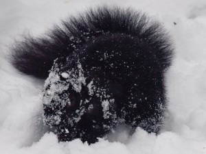 Black Squirrel Foraging in Snow