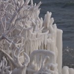Ice-covered Branches by the Shore #2
