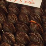 Tray of Clams at the Tokyo Fish Market