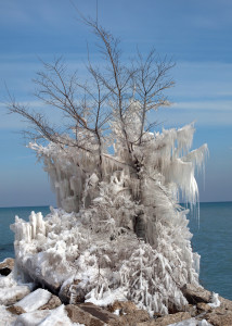 Icicle Tree Down by the Lake