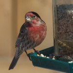 Male House Finch on Birdfeder