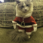 Cat in a Santa Suit