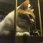 Cat on Gilded Cage Perch