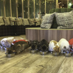 Feeding Time at the Cat Cafe