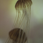 Jellyfishes at the Sumida Aquarium #1