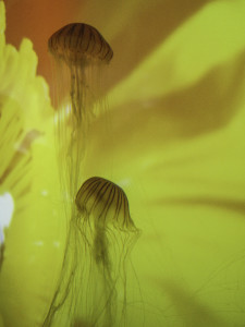 Jellyfishes at the Sumida Aquarium #3