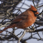 Male Cardinal on a Branch #1
