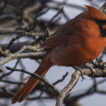 Male Cardinal on a Branch #2