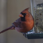 Male Cardinal on Feeder