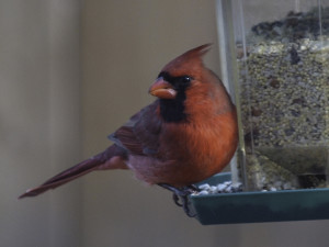 Male Cardinal on Feeder