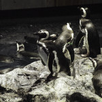 Penguins at the Sumida Aquarium
