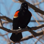 Squawking Male Red-winged Blackbird #1