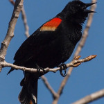 Squawking Male Red-winged Blackbird #3