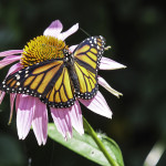 Monarch Butterfly on Echinacea Flower