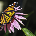 Monarch Butterfly on Echinacea Flower
