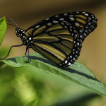 Monarch Butterfly on Green Leaf