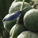 Blue-gray Tanager #2