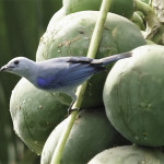Blue-gray Tanager #1