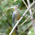 Female Red-crowned Woodpecker