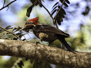 Lineated Woodpecker