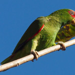 Crimson-fronted Parakeet #6