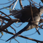 White-throated magpie-jay #2