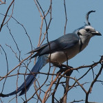 White-throated magpie-jay #3