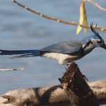 White-throated magpie-jay #4